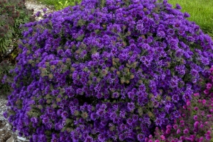 Aster 'Grape Crush' 